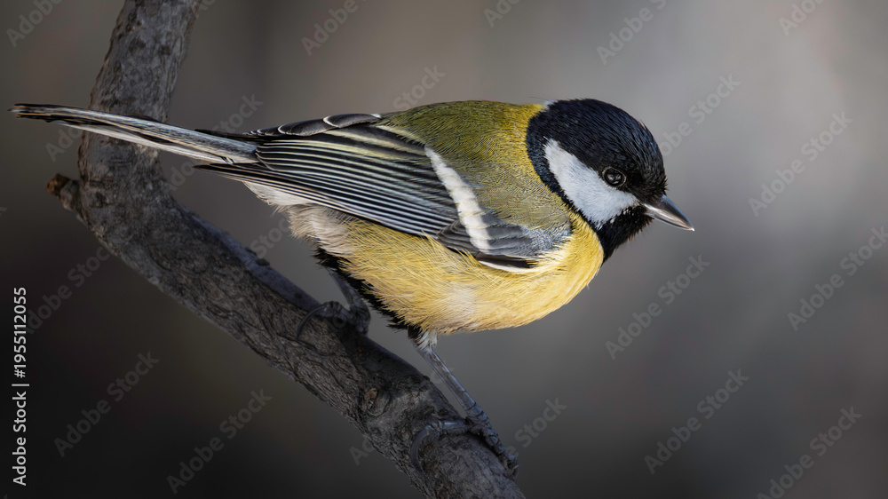 Obraz premium Detailed chickadee bird on a tree branch