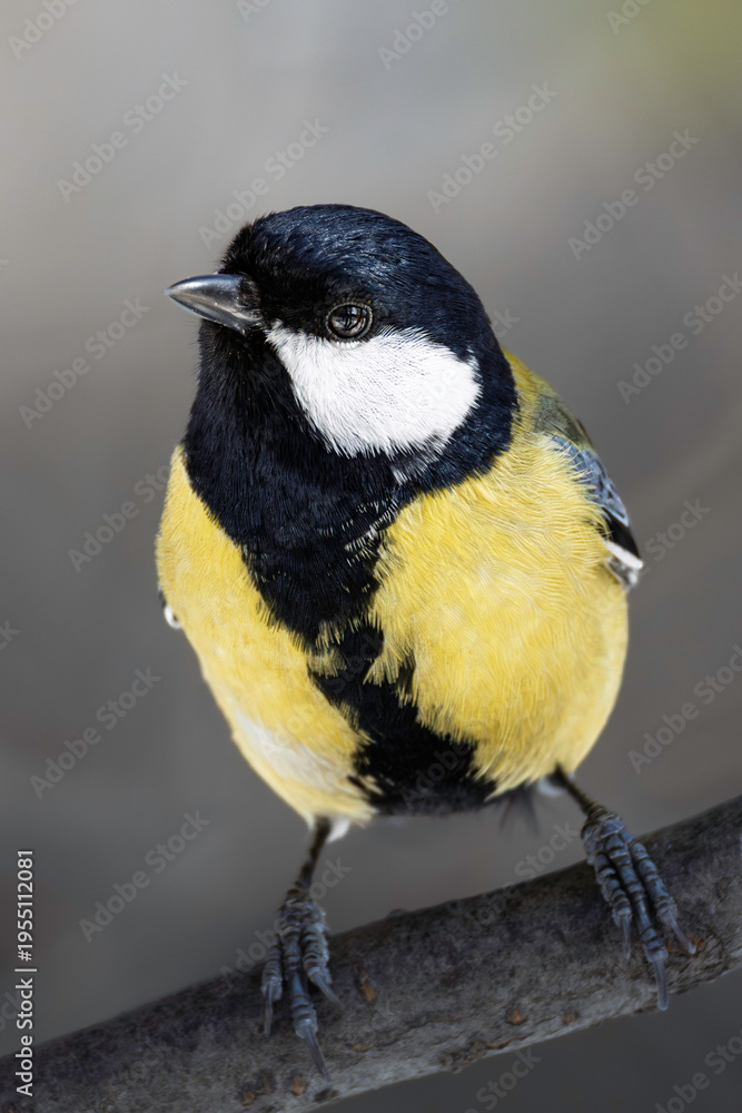 Fototapeta premium Detailed chickadee bird on a tree branch