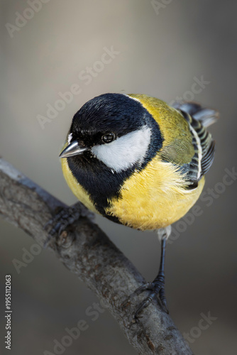 Detailed chickadee bird on a tree branch
