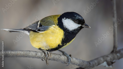 Detailed chickadee bird on a tree branch