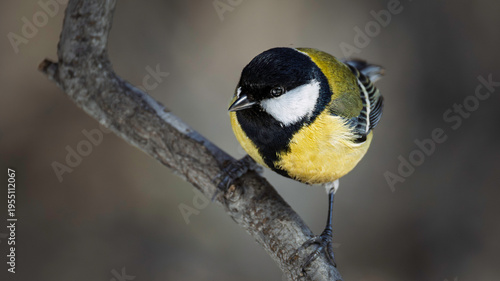 Detailed chickadee bird on a tree branch