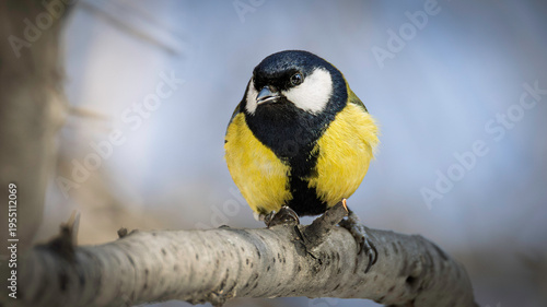 Detailed chickadee bird on a tree branch