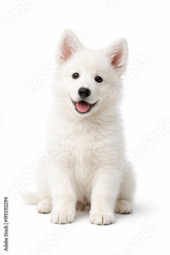 White fluffy puppy sitting isolated on white background cute pet portrait