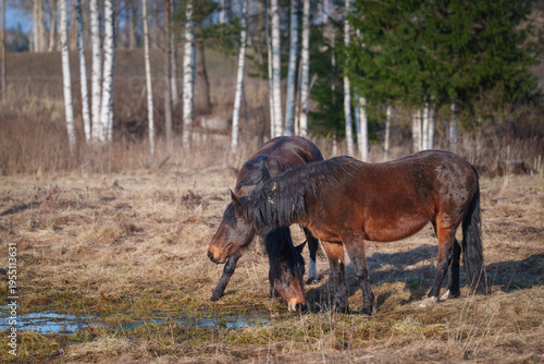 horse in the field