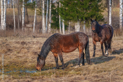 horse in the field