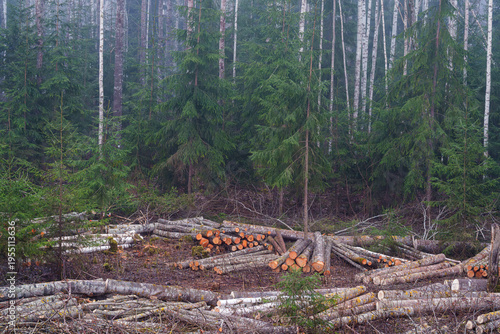 pine forest in the morning