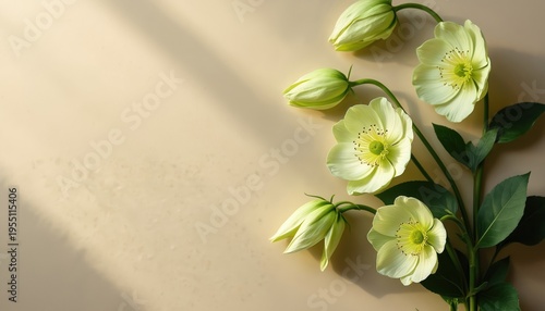 Light yellow hellebore flowers with green buds and leaves. Delicate blooms on beige background with soft shadows. Spring nature composition, minimal style, clean aesthetic for design.