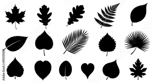 Set of Various Tropical and Forest Leaf Silhouettes