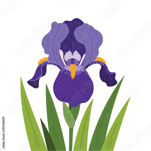 Blue and purple iris flower isolated on white background blooming in garden with close-up petals and leaves