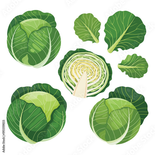 Fresh green cabbage vegetable closeup with natural leaves texture isolated on white background