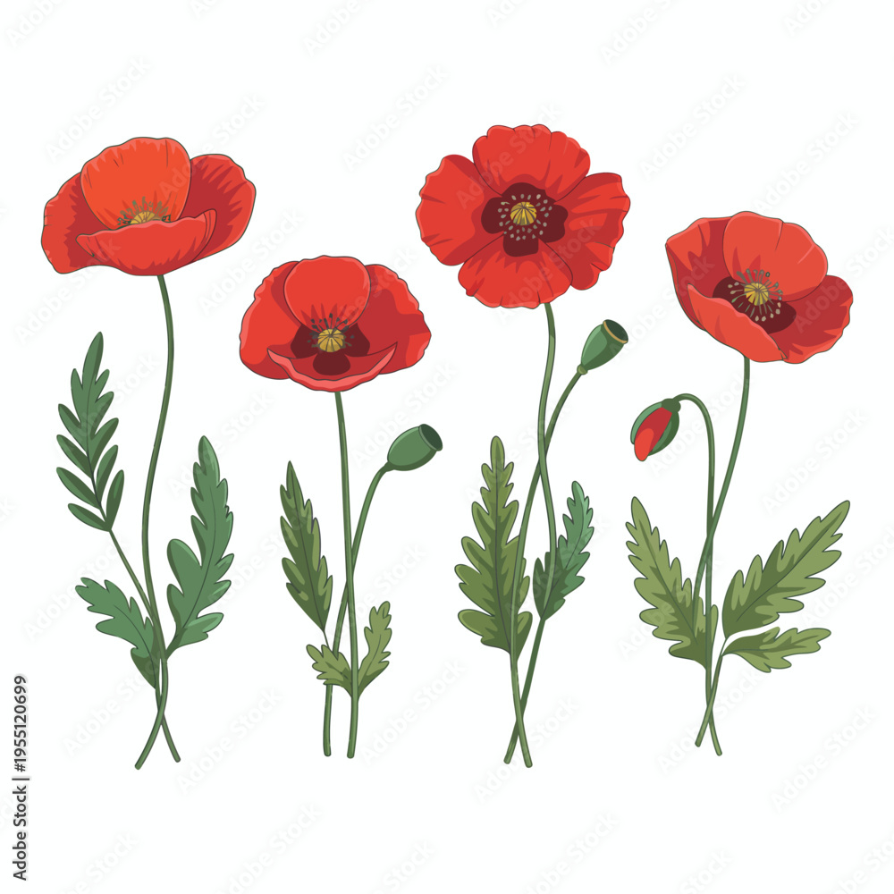 Obraz premium Red Poppies Floral Vector Illustration on White Background