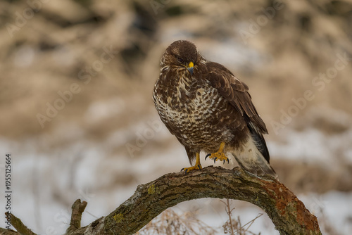 Common Buzzard king of the forest