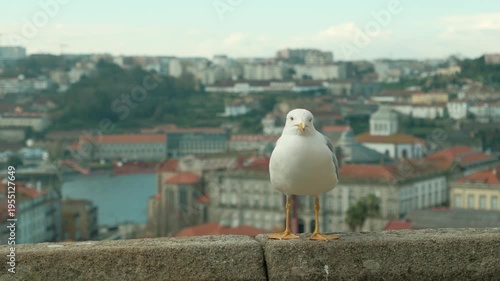 Beautiful seagull close up in porto portugal, european seagull bird