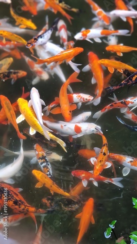 Quadro su tela A group of koi fish swimming in a pond