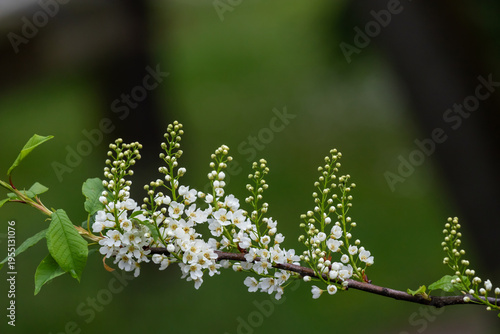 Delicate white blossoms cluster along a slender branch with fresh green leave...