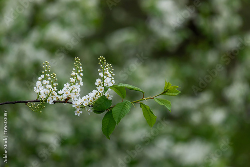 Delicate white spring blossoms cluster along a slender branch with fresh gree...