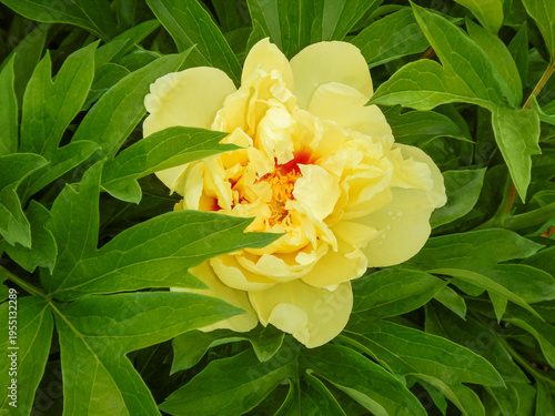 Yellow Itoh Peony 'Bartzella' Growing In The Garden In Summer In Wisconsin