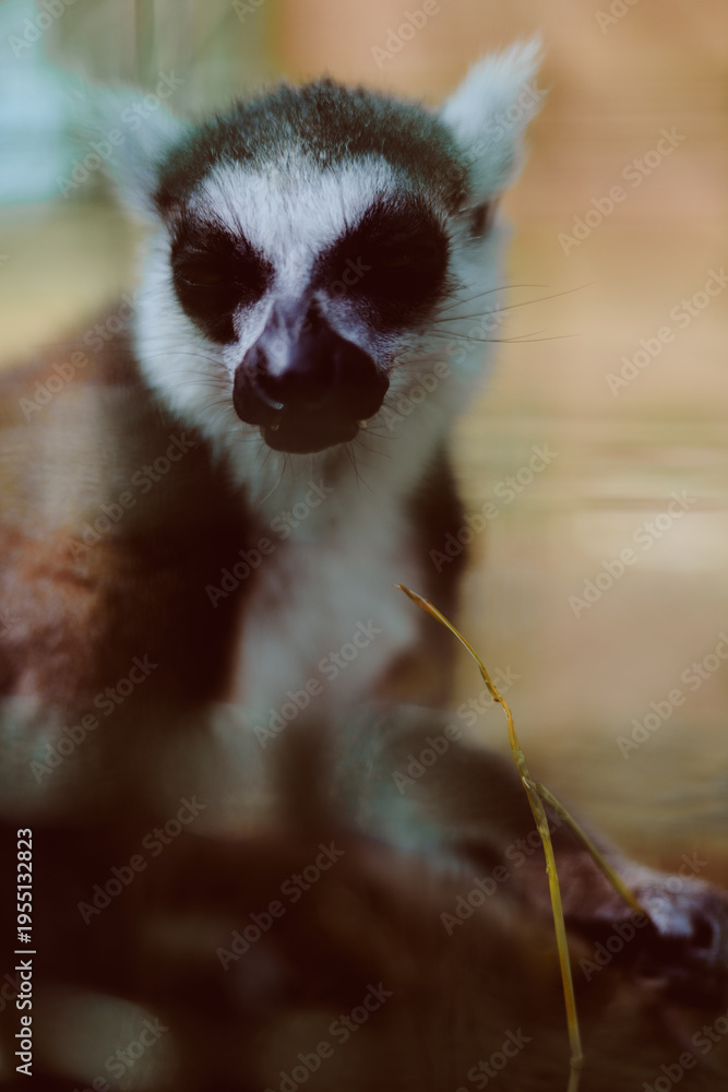 Obraz premium Lemur primate animal portrait closeup baby wildlife mammal with expressive face, large dark eyes and soft fur, striped features and tail visible in a calm captive setting with bokeh background