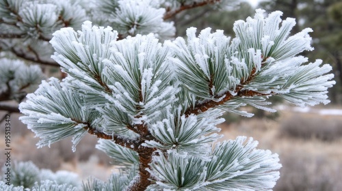 Frost covered pine tree branch in winter