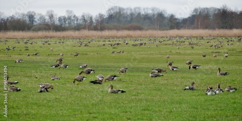Konstfotografi Massen an Graugänsen auf der Wiese on Ostfriesland