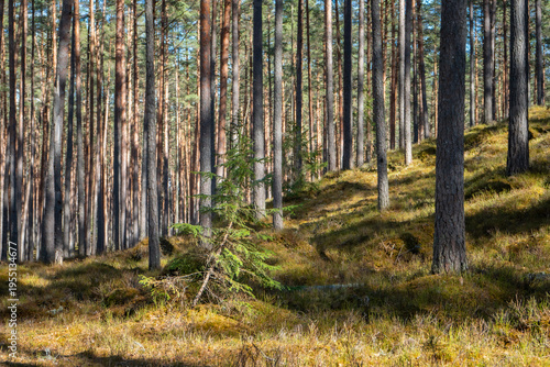 Schilderij op canvas Sunlit pine forest on gentle hillside with young spruce tree, natural woodland l
