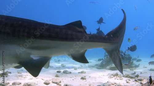 Ocean Predators: Tiger Sharks in Shallow Blue Waters