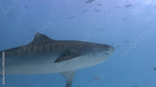 Tiger Sharks Swimming Above Sandy Seafloor