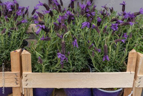 Flowering Spanish lavender (lavandula stoechas) in purple pots sits inside a raw wooden crate. Dense aromatic foliage and dark violet bracts make this a vivid garden retail image suited for herb, pati