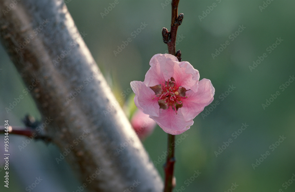 Obraz premium Kwiaty brzoskwini zwyczajnej (Prunus persica)