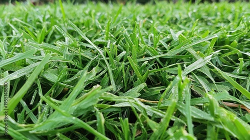 Green grass with dew drops close up