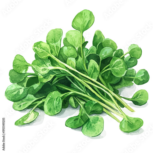 Watercress, graceful vector watercolor painting with soft flowing strokes and subtle highlights, isolated on a white background.