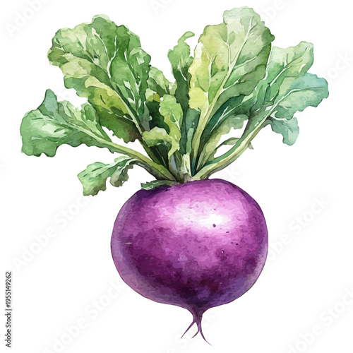 Turnip, delicate painting watercolor vector with vivid brush accents, isolated on a white background.