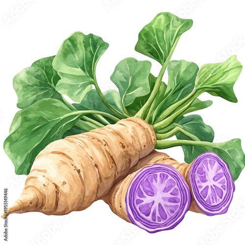 Taro Root, delicate painting watercolor vector with vivid brush accents, isolated on a white background.