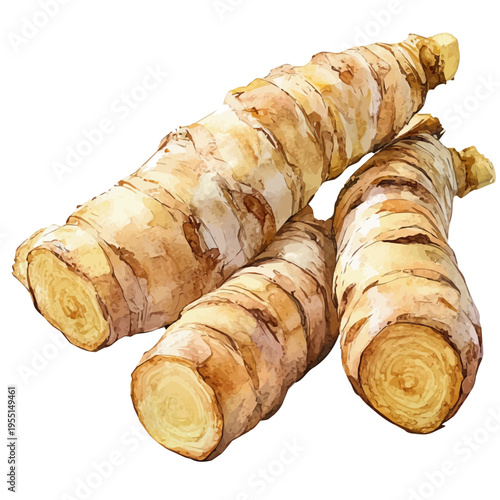Taro Root, charming vector painting in watercolor with whimsical textures, isolated on a white background.