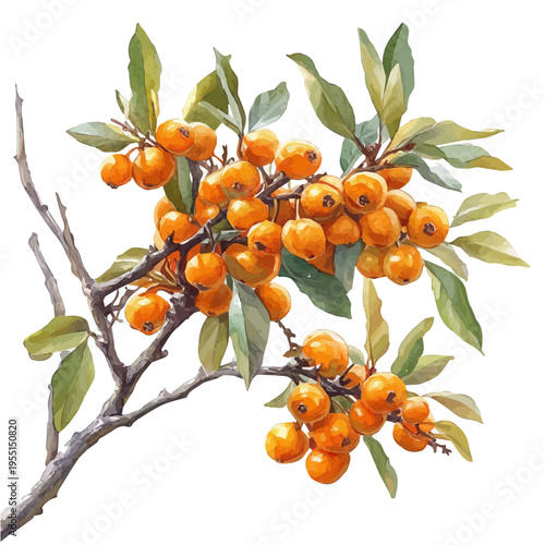 Sea Buckthorn, elegant watercolor vector painting with refined details, isolated on a white background.
