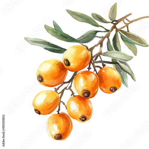 Sea Buckthorn, elegant watercolor vector painting with refined details, isolated on a white background.
