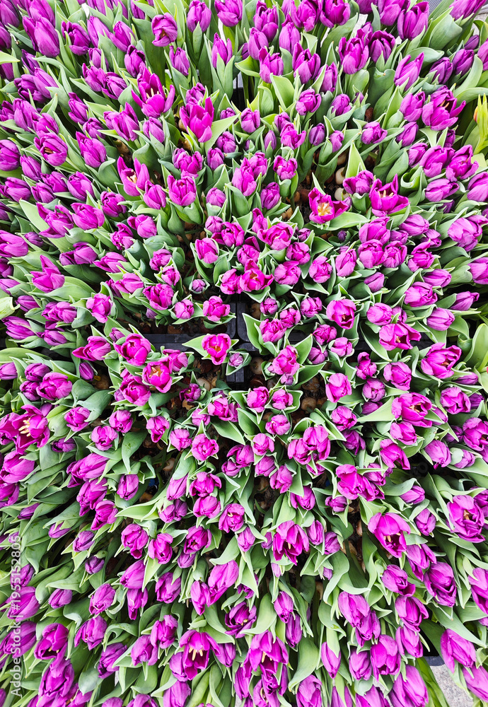 Fototapeta premium Top view of vibrant purple tulips packed tightly in trays, creating a rich floral texture for spring and retail concepts.