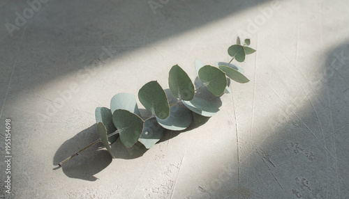 Eucalyptus branch casting a shadow on a textured surface in natural light
