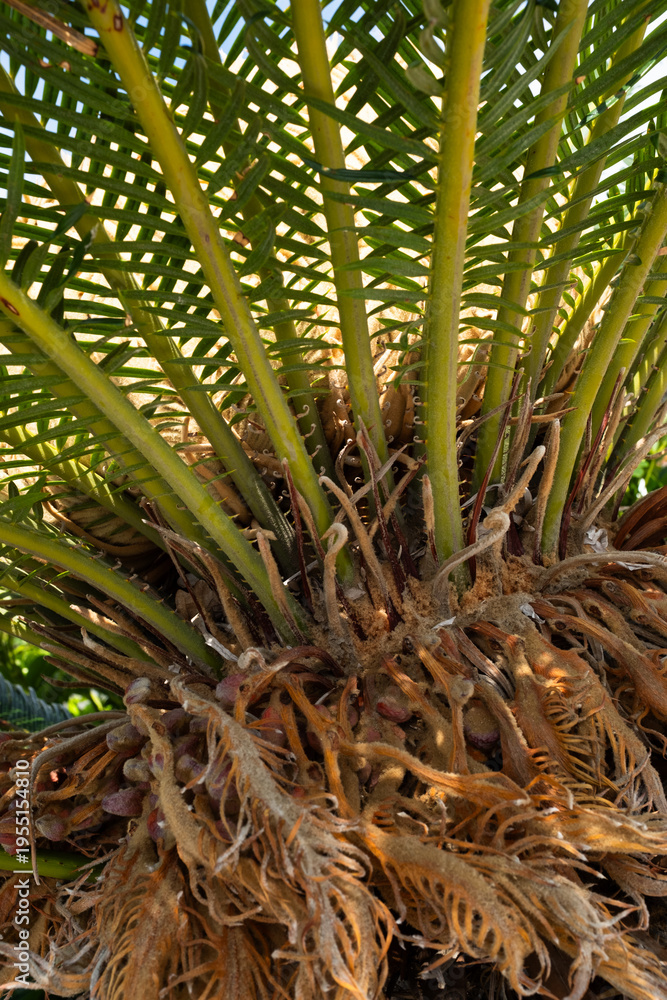 Obraz premium Palm tree trunk with roots and green leaves close up, tropical plant texture, exotic nature background, summer travel concept, natural pattern with copy space
