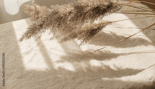 Dried feathery reeds bathed in sunbeams, casting soft shadows on a textured surface, for tranquil natural decor