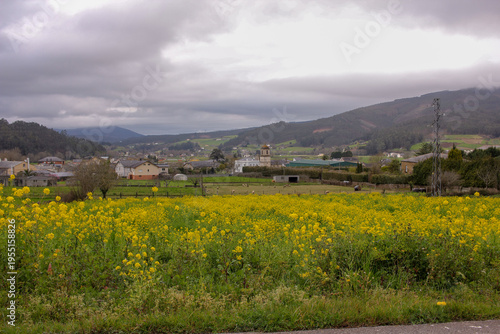 Scenic view of Lourenza Valley in Galicia with blooming yellow turnip flowers field. Traditional agricultural landscape in Northern Spain at springtime.