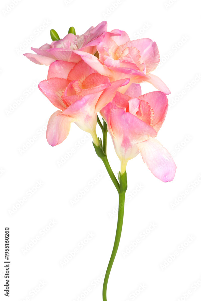 Fototapeta premium Beautiful pink freesia flowers isolated on white