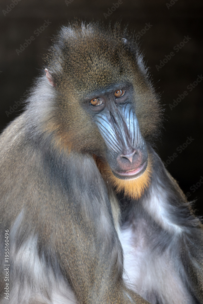 Fototapeta premium Close up portrait of mandrill with colorful facial features