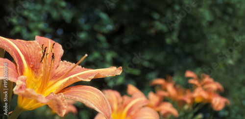 Fotografie lilia tygrysia (Lilium lancifolium)