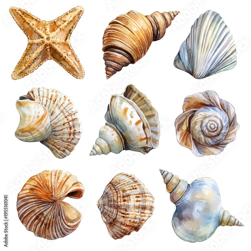 Seashell Collection, whimsical watercolor vector illustration with vibrant highlights and delicate strokes, isolated on a white background.