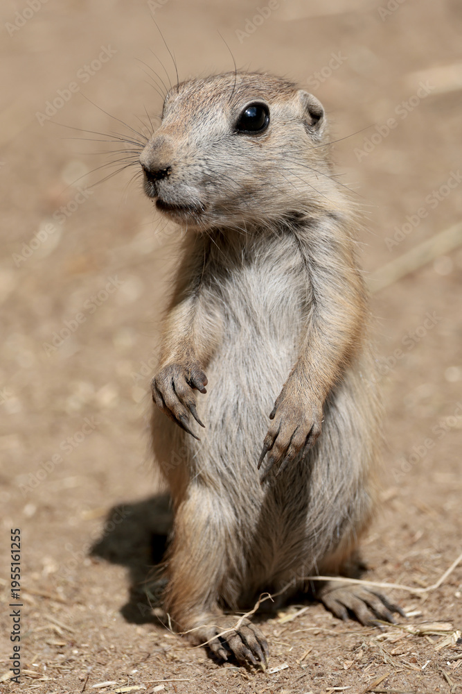 Fototapeta premium Prairie dogs standing together close up