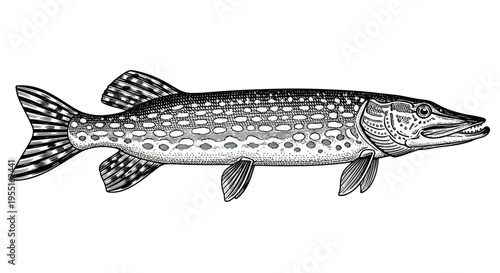 Vintage Northern Pike Fish Illustration - Hand Drawn Aquatic Animal