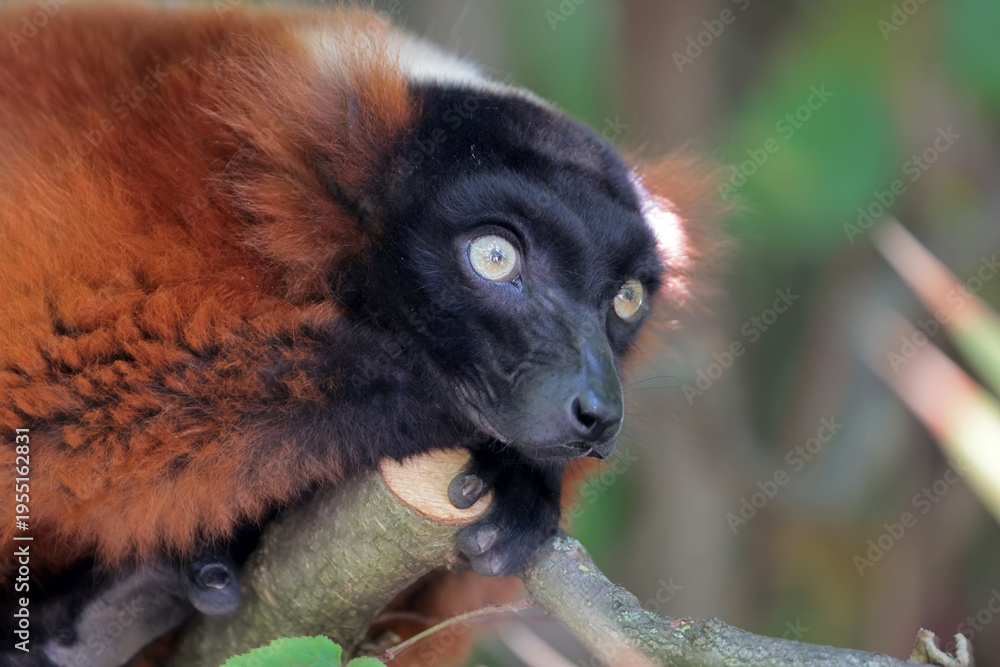 Naklejka premium Detailed face of red ruffed lemur primate portrait