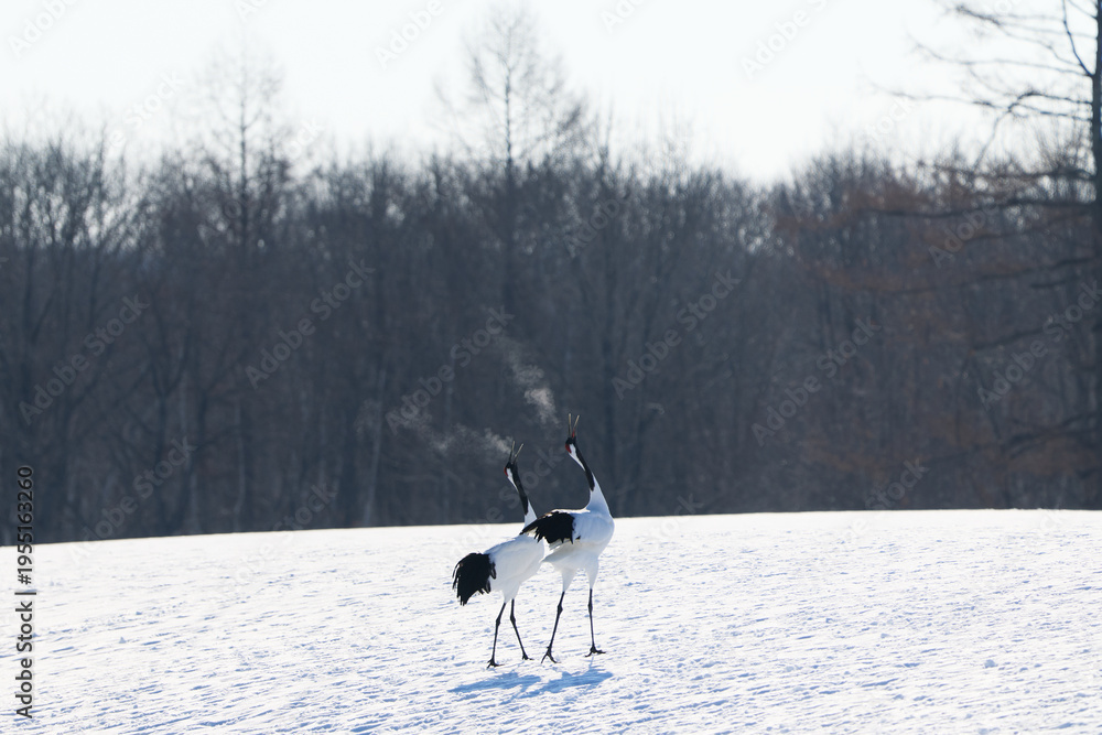 Fototapeta premium 鳴いている鶴