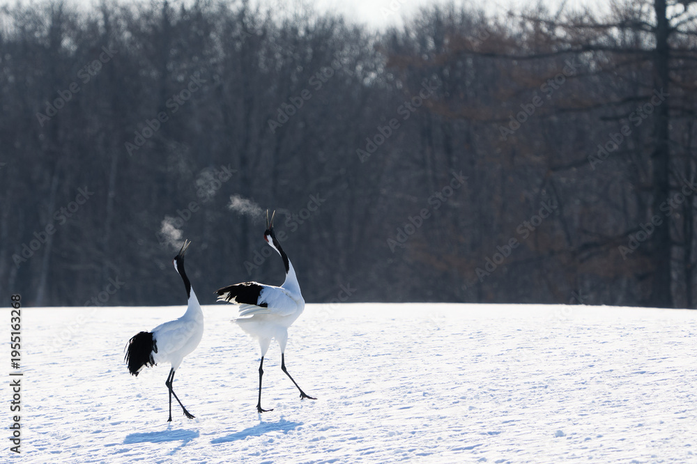 Fototapeta premium 鳴いている鶴